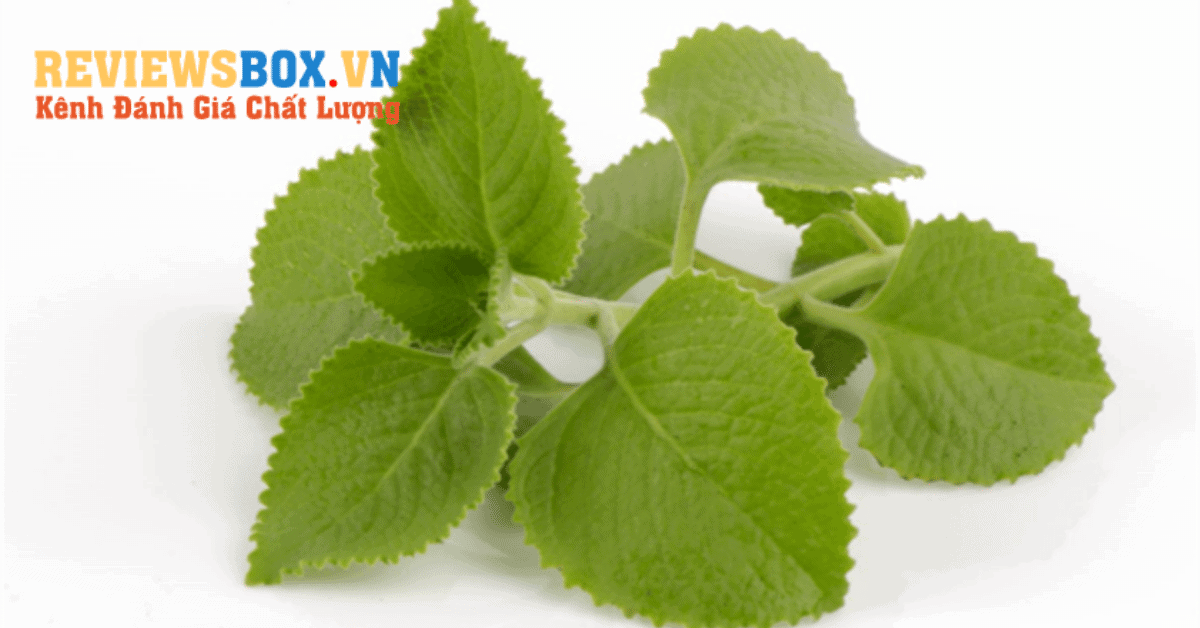 Bài Thuốc Dân Gian Từ Lá Húng Chanh