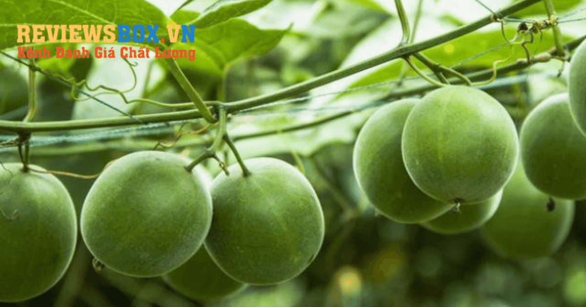 Quả La Hán- Bài Thuốc Dân Gian