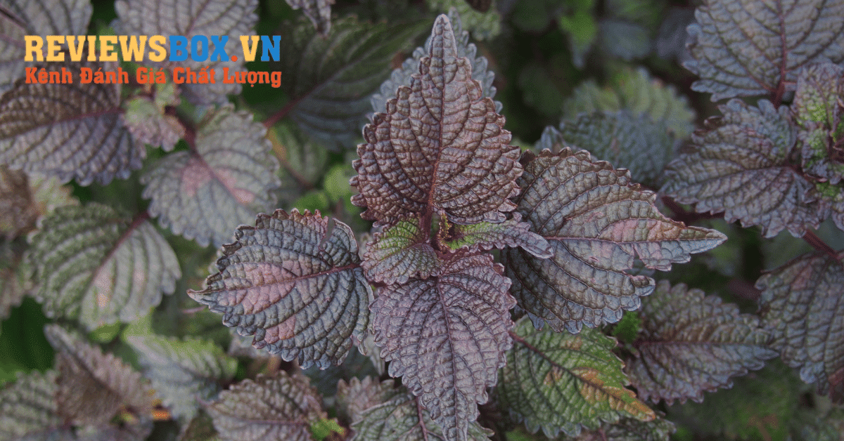 Chữa Bệnh Bằng Bài Thuốc Dân Gian Từ Tía Tô