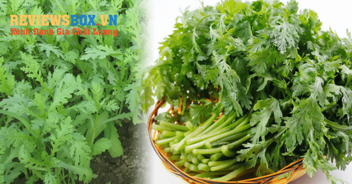 Cải Cúc Bài Thuốc TrỊ Bệnh Dân Gian