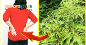 Cây Đinh Lăng Và Tác Dụng Đối Với Sức Khỏe