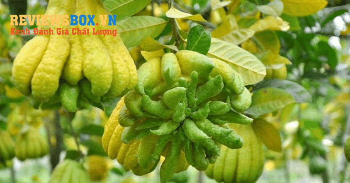 Trị Bệnh Bằng Quả Phật Thủ