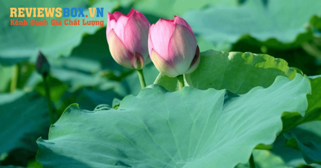 Cách Làm Đẹp Da Từ Hoa Sen