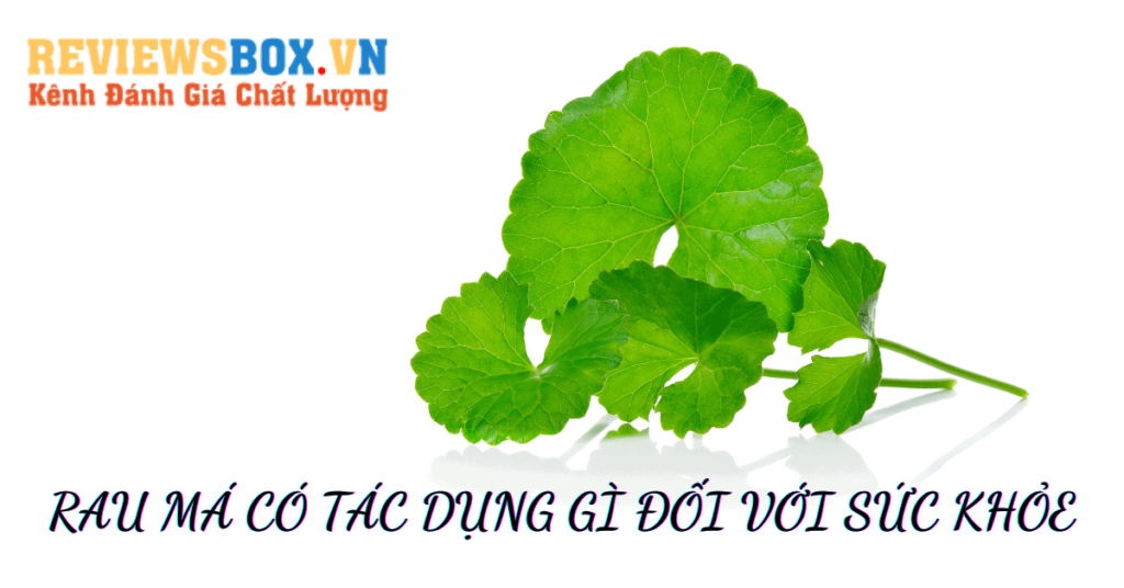 Cây Rau Má Có Tác Dụng Gì Đối Với Sức Khỏe
