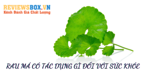 Cây Rau Má Có Tác Dụng Gì Đối Với Sức Khỏe