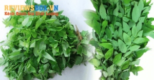 Tác Dụng Của Rau Ngót Đối Với Sức Khỏe